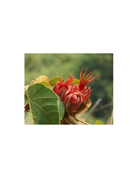 Arbol de las manitas (Chiranthodendron pentadactylon)-1 Tree for Sale in Mexico - Online Nursery