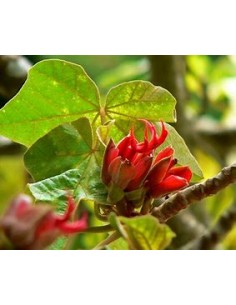 Arbol de las manitas... 2