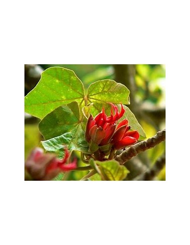 Arbol de las manitas (Chiranthodendron...