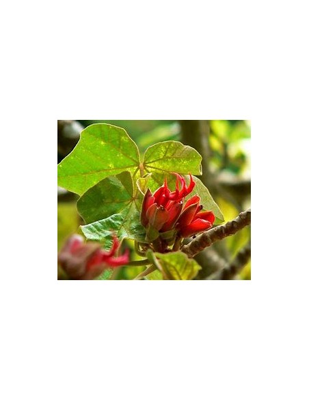Arbol de las manitas (Chiranthodendron pentadactylon)-1 Arbolito en Venta en Mexico - Vivero por internet