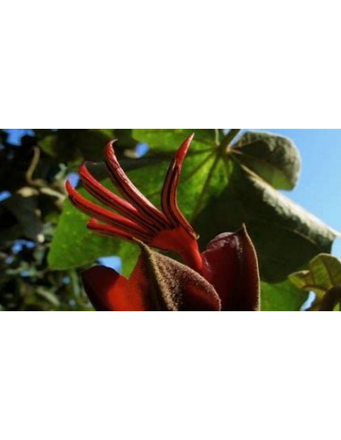 Arbol de las manitas (Chiranthodendron...