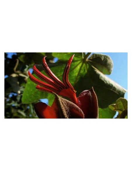 Arbol de las manitas (Chiranthodendron pentadactylon)-1 Arbolito en Venta en Mexico - Vivero por internet
