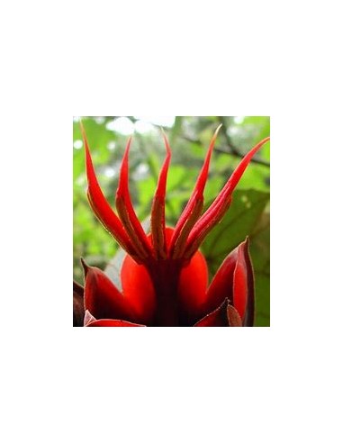 Arbol de las manitas (Chiranthodendron...