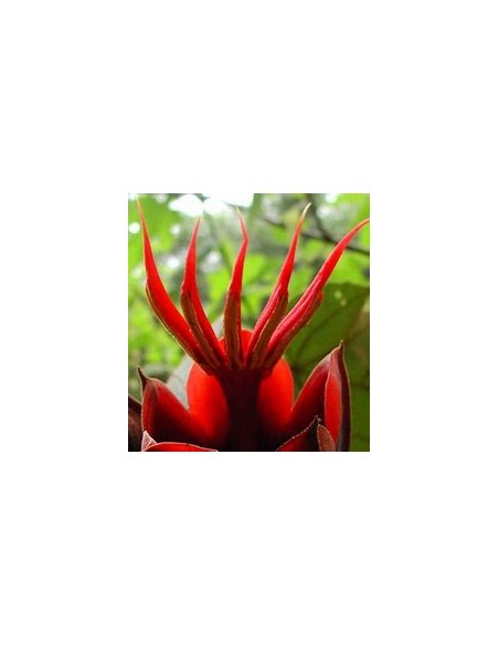 Arbol de las manitas (Chiranthodendron pentadactylon)-1 Tree for Sale in Mexico - Online Nursery