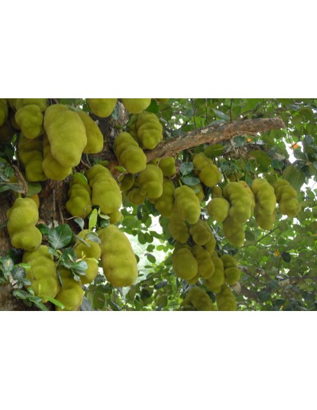 1 Arbolito de Jack Fruit (Artocarpus heterophyllus) Jaca, Llaca, Yaca, panapen,