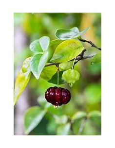 Black surinam cherry...