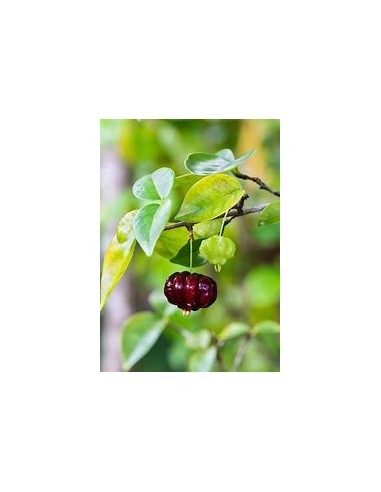 Black surinam cherry (Eugenia...