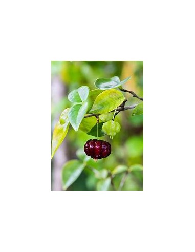 Black surinam cherry (Eugenia uniflora)-1 Sapling for Sale in Mexico - Online Nursery