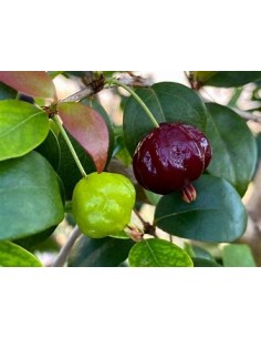 Black surinam cherry... 2