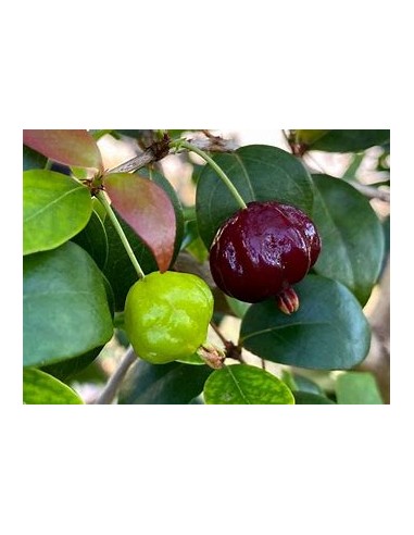 Black surinam cherry (Eugenia uniflora)-1...