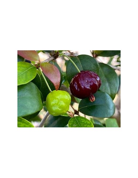 Black surinam cherry (Eugenia uniflora)-1 Arbolito en Venta en Mexico - Vivero por internet