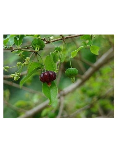 Black surinam cherry (Eugenia uniflora)-1...