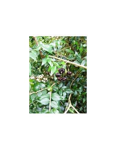 Black surinam cherry (Eugenia uniflora)-1...