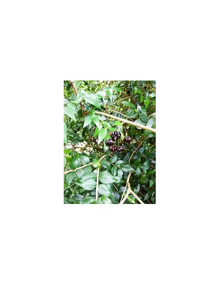 Black surinam cherry (Eugenia uniflora)-1 Arbolito en Venta en Mexico - Vivero por internet
