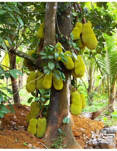 1 Jack fruit live tree (Artocarpus heterophyllus) For sale rare tropical plants - THE GREENS SHOP CO.
