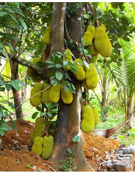 1 Arbolito de Jack Fruit (Artocarpus heterophyllus) Jaca, Llaca, Yaca, panapen,