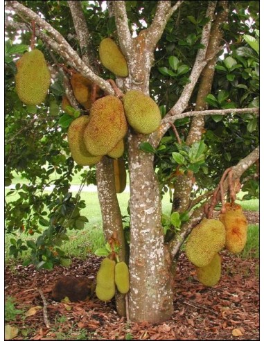 1 Arbolito de Jack Fruit (Artocarpus heterophyllus) Jaca, Llaca, Yaca, panapen,