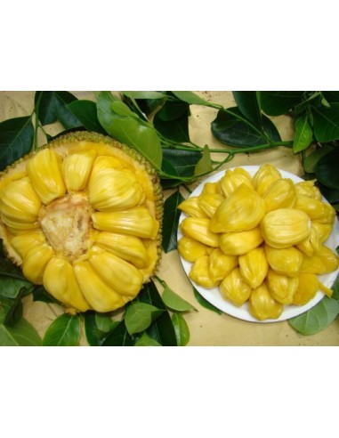 1 Arbolito de Jack Fruit (Artocarpus heterophyllus) Jaca, Llaca, Yaca, panapen,