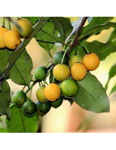 Lemon drop Mangosteen... 2