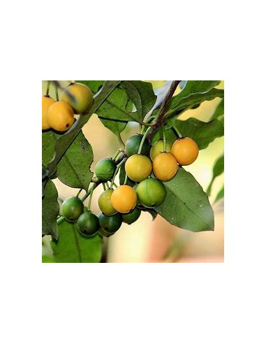 Lemon drop Mangosteen (Garcinia intermedia)- 1...