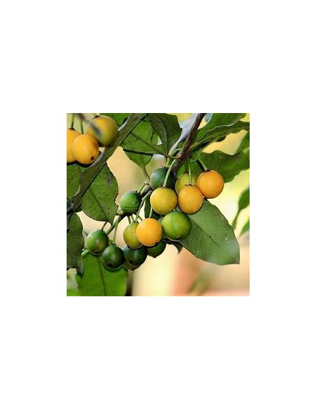 Lemon drop Mangosteen (Garcinia intermedia)- 1 Sapling for Sale in Mexico - Online Nursery