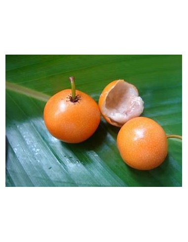 Lemon drop Mangosteen (Garcinia intermedia)- 1...