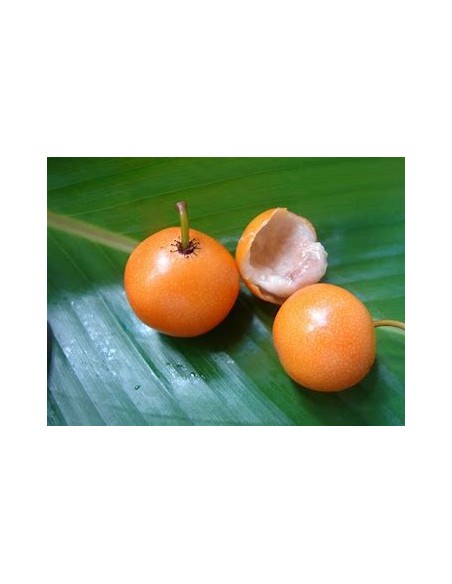 Lemon drop Mangosteen (Garcinia intermedia)- 1 Arbolito en Venta en Mexico - Vivero por internet