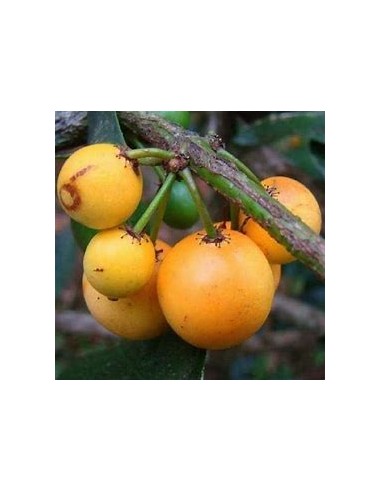 Lemon drop Mangosteen (Garcinia intermedia)- 1...