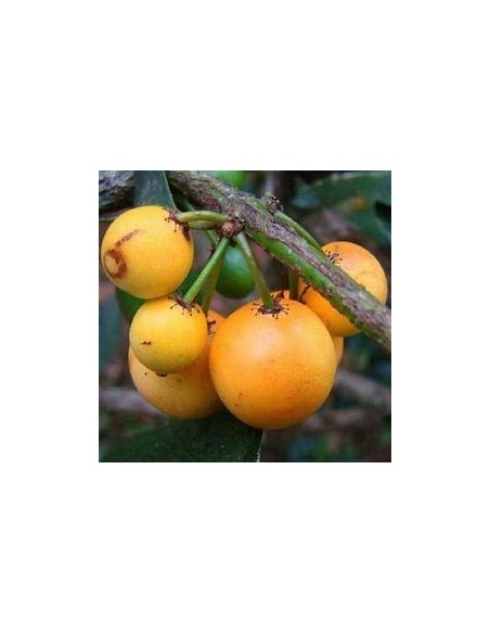 Lemon drop Mangosteen (Garcinia intermedia)- 1 Sapling for Sale in Mexico - Online Nursery
