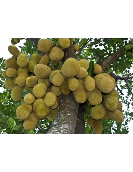 1 Arbolito de Jack Fruit (Artocarpus heterophyllus) Jaca, Llaca, Yaca, panapen,