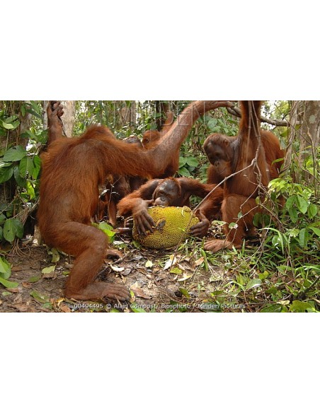 1 Jack fruit live tree (Artocarpus heterophyllus) For sale rare tropical plants - THE GREENS SHOP CO.