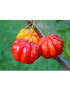 Spicy pitanga (Eugenia...
