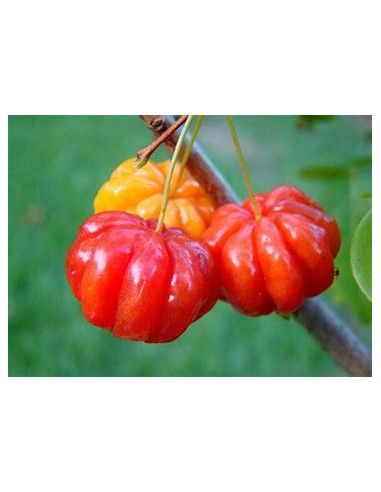 Spicy pitanga (Eugenia uniflora) cerezo del surinam-1 Arbolito en Venta en Mexico