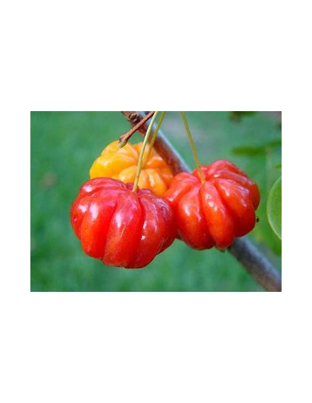 Spicy pitanga (Eugenia uniflora) cerezo del surinam-1 Arbolito en Venta en Mexico