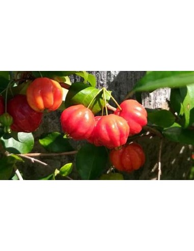 Spicy pitanga (Eugenia uniflora) surinam cherry...