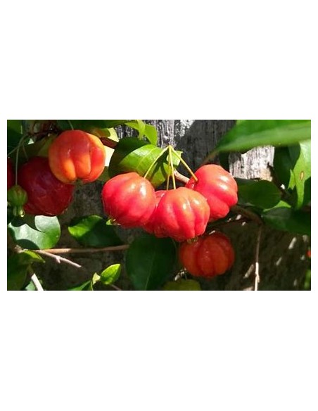 Spicy pitanga (Eugenia uniflora) cerezo del surinam-1 Arbolito en Venta en Mexico