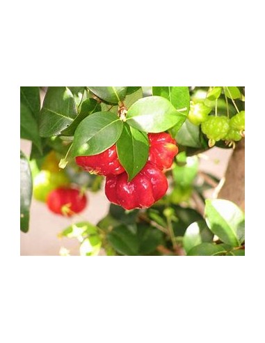 Spicy pitanga (Eugenia uniflora) surinam cherry...