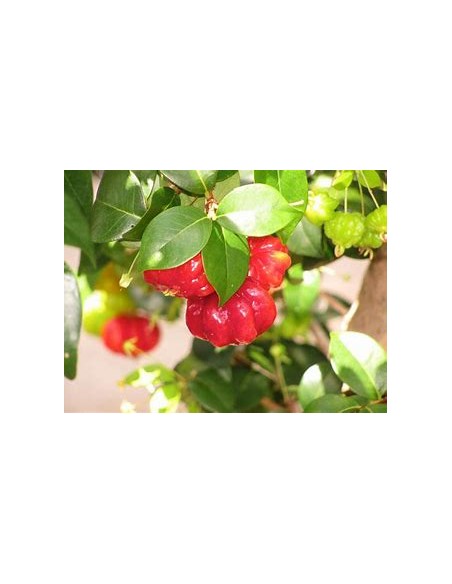 Spicy pitanga (Eugenia uniflora) cerezo del surinam-1 Arbolito en Venta en Mexico
