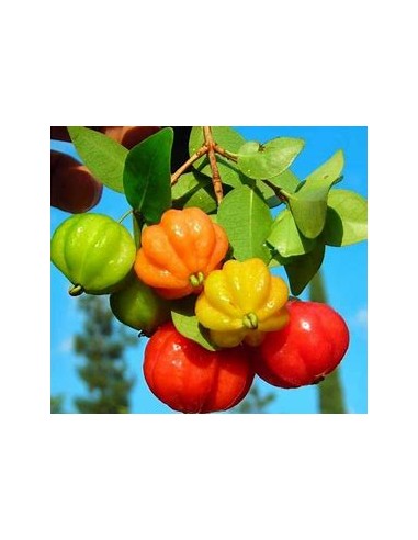 Spicy pitanga (Eugenia uniflora) surinam cherry...