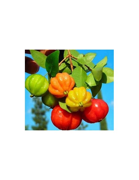 Spicy pitanga (Eugenia uniflora) cerezo del surinam-1 Arbolito en Venta en Mexico