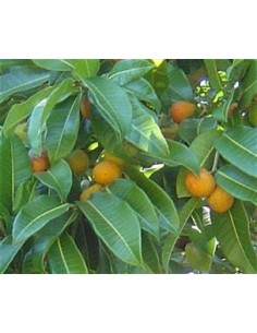 Ramon (Brosimum alicastrum)... 2