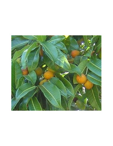 Ramon (Brosimum alicastrum) -1 Arbolito en...