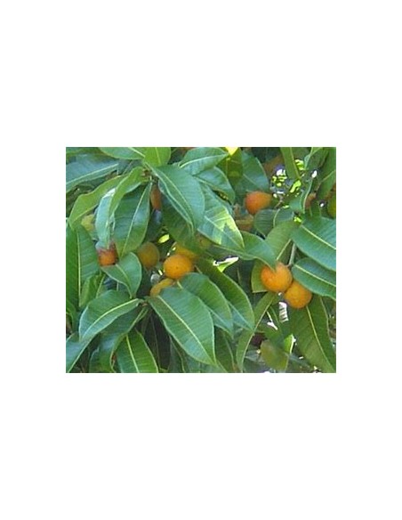 Ramon (Brosimum alicastrum) -1 Arbolito en Venta en Mexico - Vivero por internet