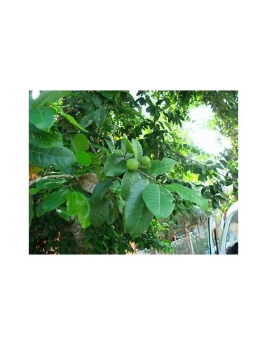 Ramon (Brosimum alicastrum) -1 Arbolito en...