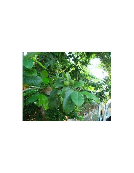 Ramon (Brosimum alicastrum) -1 Arbolito en Venta en Mexico - Vivero por internet