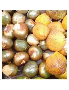 Ramon (Brosimum alicastrum)...