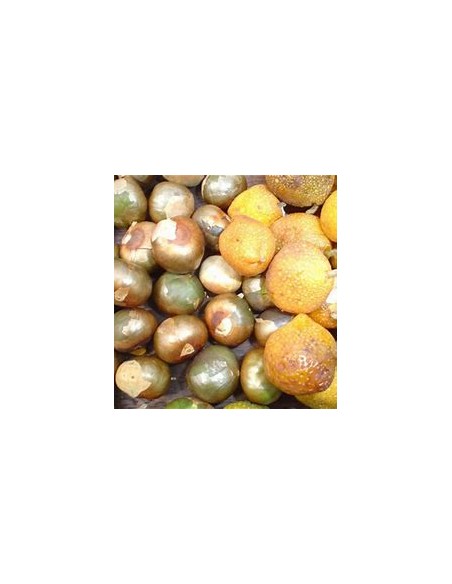 Ramon (Brosimum alicastrum) -1 Arbolito en Venta en Mexico - Vivero por internet