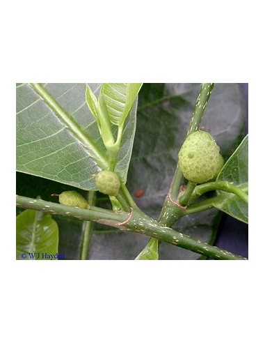 Ramon (Brosimum alicastrum) -1 Arbolito en...