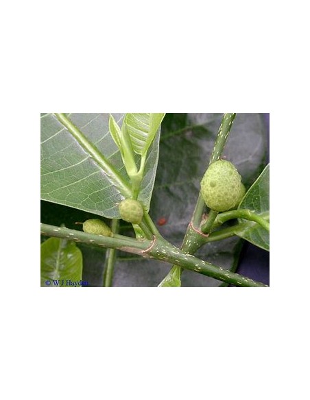 Ramon (Brosimum alicastrum) -1 Arbolito en Venta en Mexico - Vivero por internet