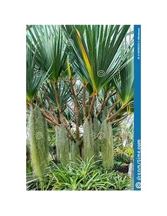 Palmera tornillo (Pandanus...
